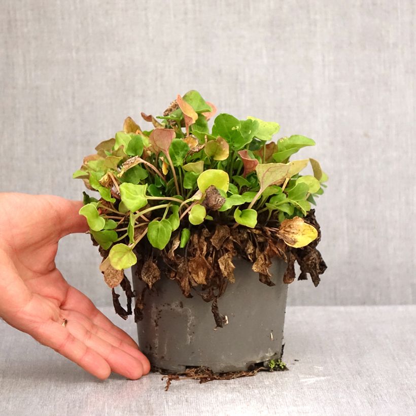 Exemplar von Echtes Löffelkraut - Cochlearia officinalis Topf mit 1,5L/2L wie im Herbst geliefert