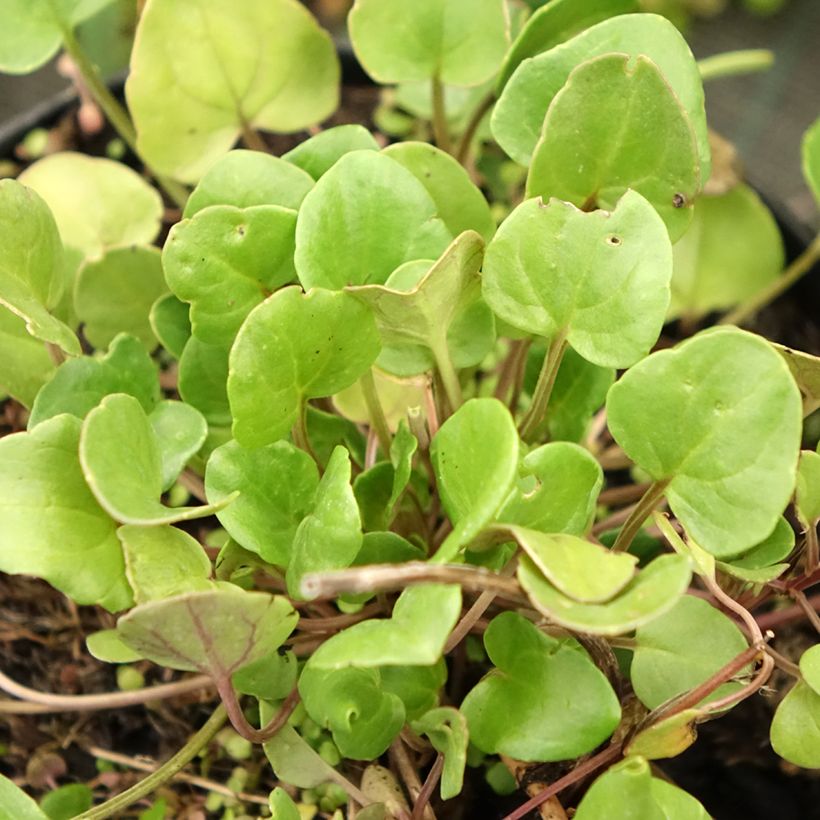 Echtes Löffelkraut - Cochlearia officinalis (Foliage)