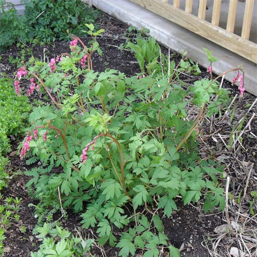 Dicentra spectabilis - Tränendes Herz (Wuchs)