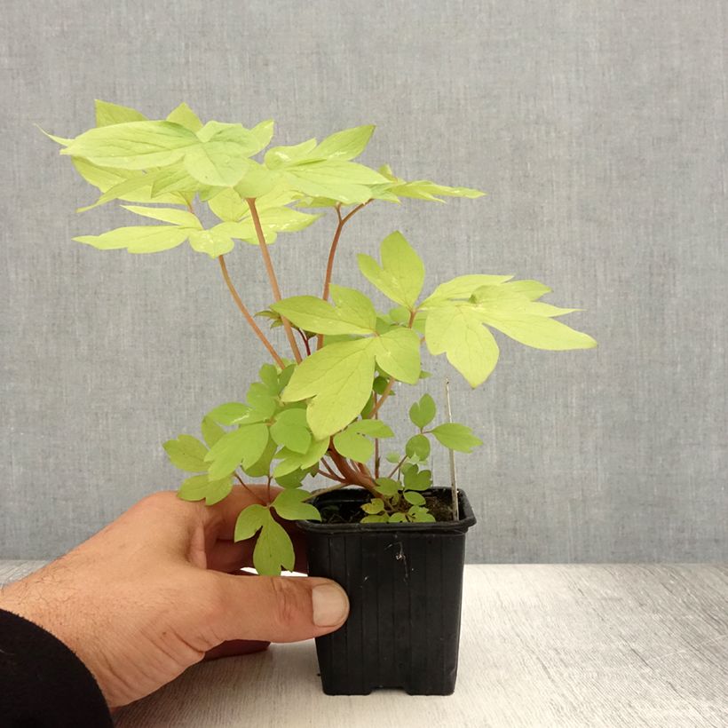 Exemplar von Dicentra spectabilis Ruby Gold - Tränendes Herz Kleine Töpfe von 8/9 cm wie im Sommer geliefert