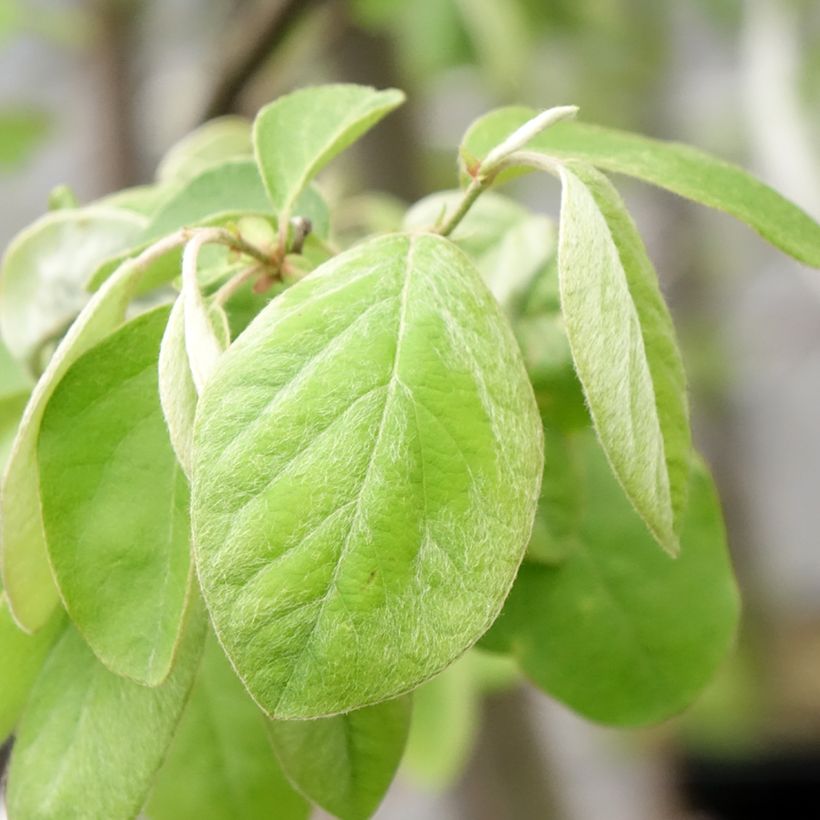 Quitte Aromatnaya - Cydonia oblonga (Foliage)