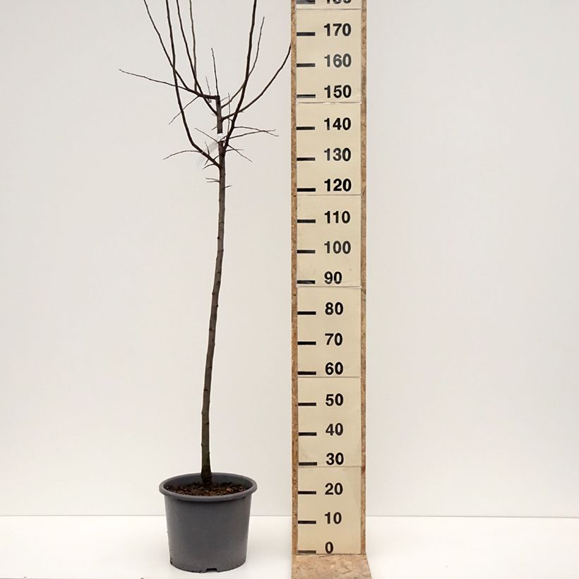 Exemplar von Cognassier Aromatnaya - Cydonia oblonga Pot de 12L/15L wie im Winter geliefert