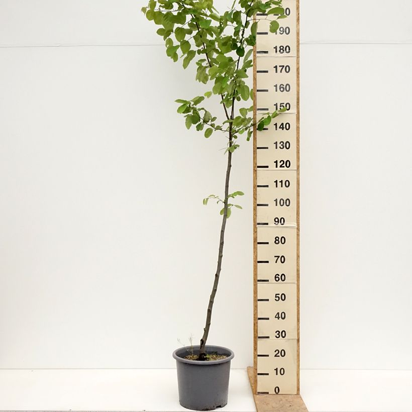 Example of Quitte Aromatnaya - Cydonia oblonga Topf mit 12L/15L as you get in printemps