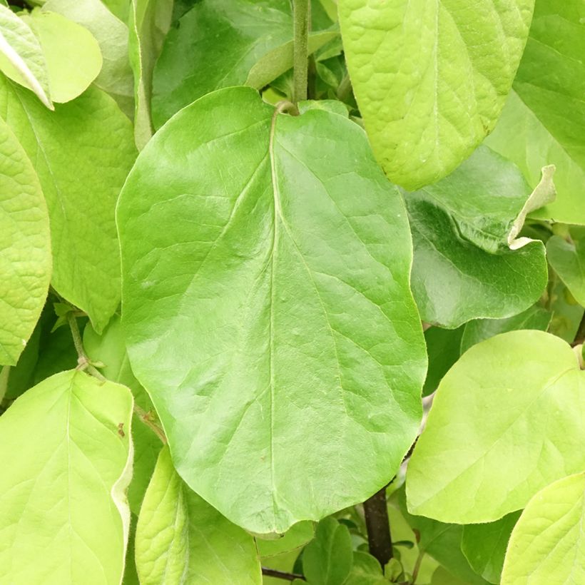 Quitte Leskovacz - Cydonia oblonga (Laub)