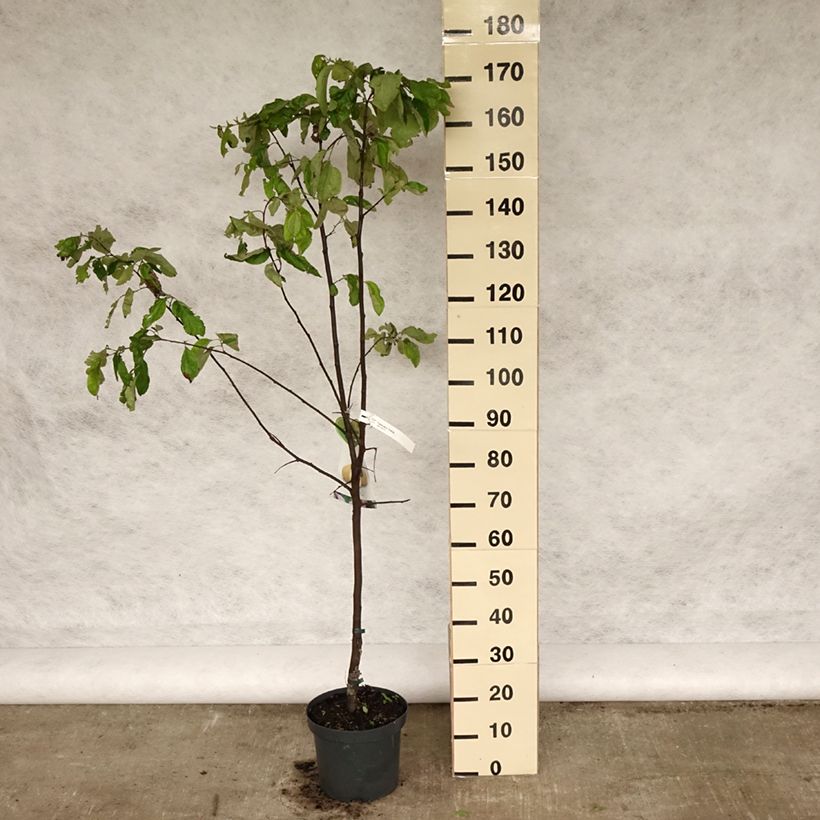 Exemplar von Quitte Vranja - Cydonia oblonga Topf mit 7,5L/10L, Halbstamm wie im Frühjahr geliefert