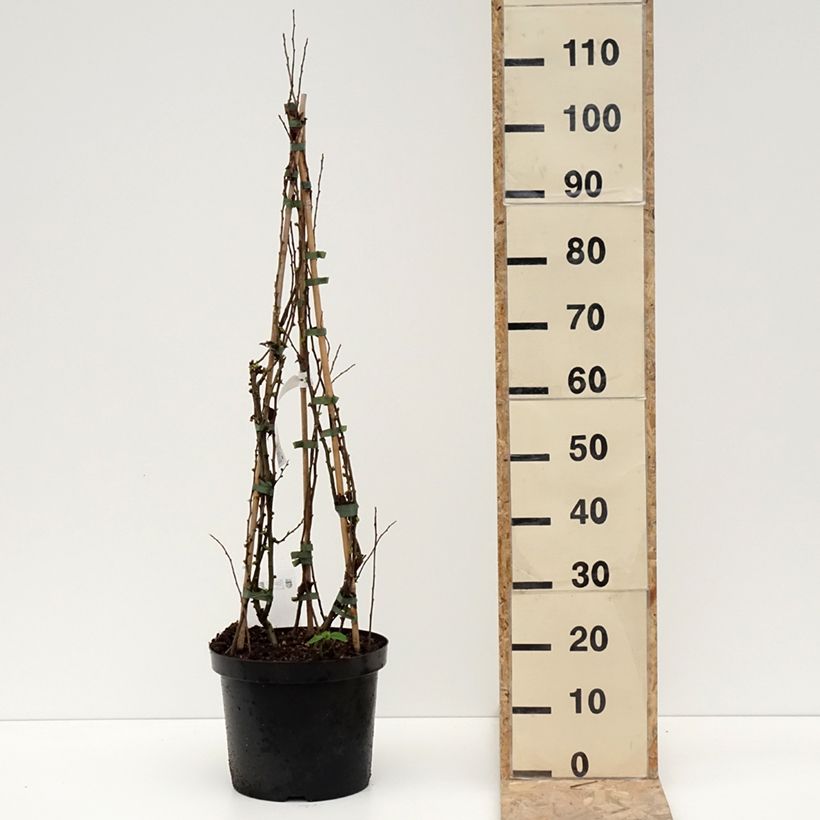 Example of Zierquitte Cameo - Chaenomeles superba Topf mit 7,5L/10L as you get in hiver