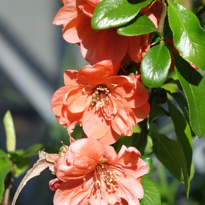 Zierquitte Cameo - Chaenomeles superba (Blüte)