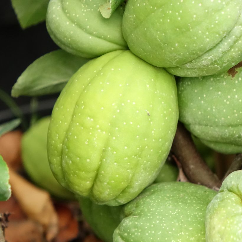 Zierquitte Cameo - Chaenomeles superba (Harvest)