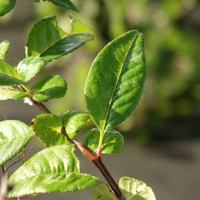 Zierquitte Mango Storm - Chaenomeles speciosa (Foliage)