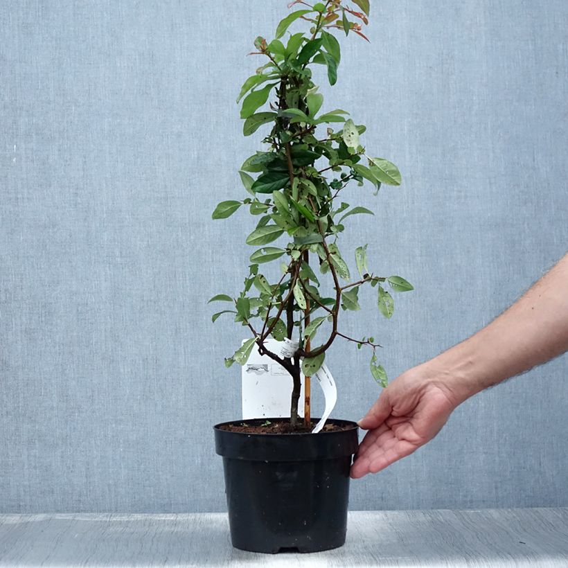 Exemplar von Zierquitte Toyo-Nishiki - Chaenomeles speciosa Topf mit 2L/3L wie im Sommer geliefert