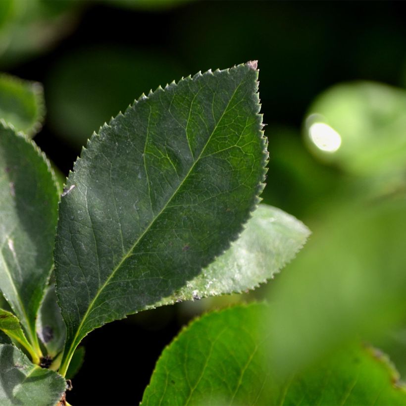 Zierquitte Nicoline - Chaenomeles superba (Foliage)