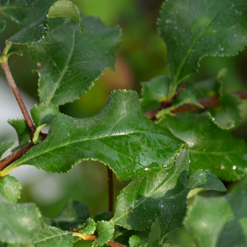 Zierquitte Red Joy - Chaenomeles superba (Laub)