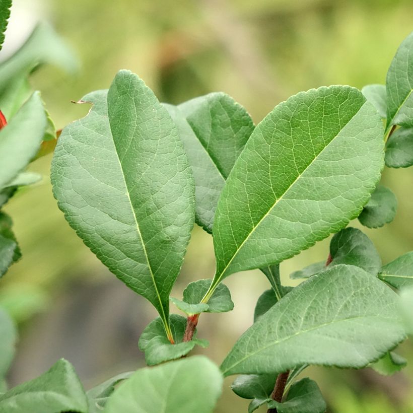 Zierquitte Hollandia - Chaenomeles superba (Laub)
