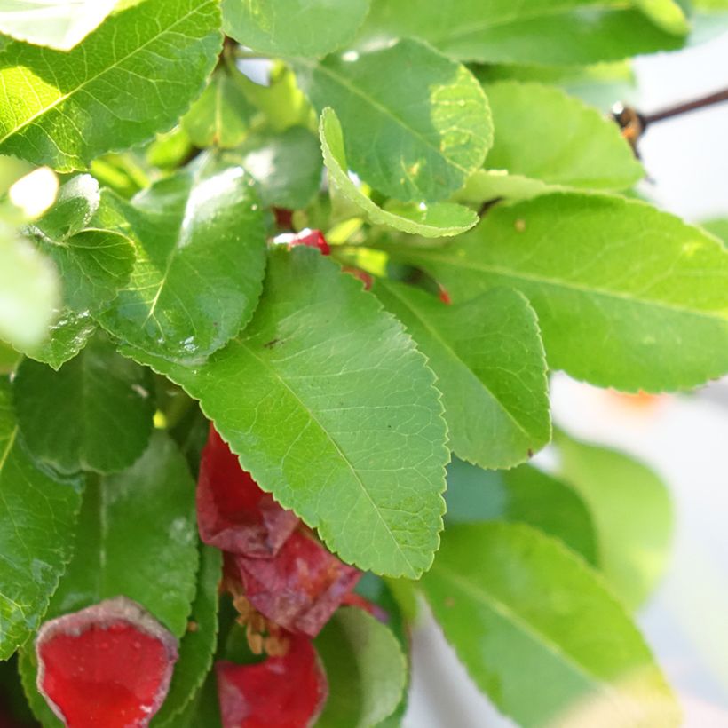 Japanische Zierquitte Cido Red - Chaenomeles japonica (Laub)