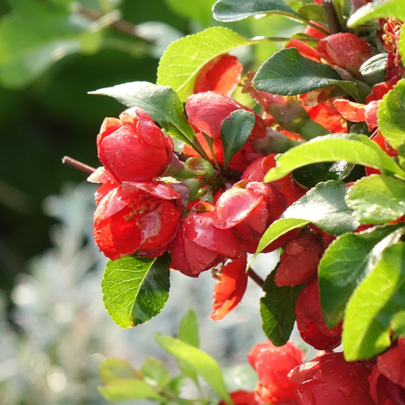 Japanische Zierquitte Cido Red - Chaenomeles japonica (Blüte)