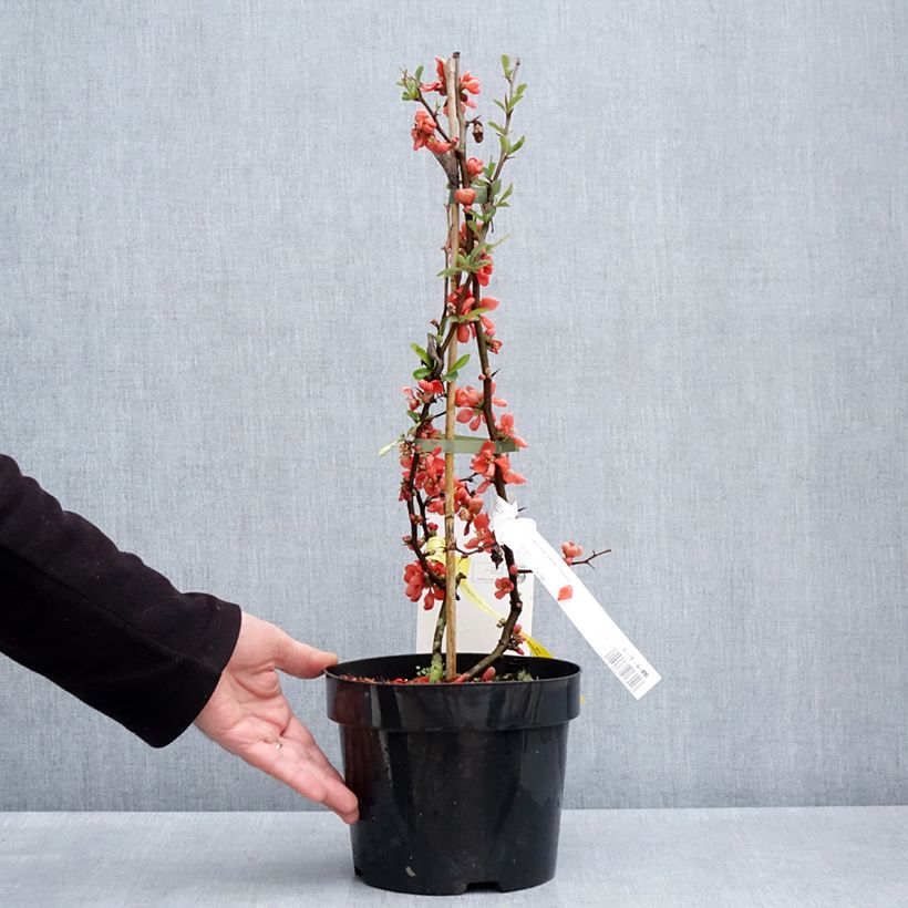 Example of Zierquitte Clementine - Chaenomeles superba Topf mit 3L/4L as you get in printemps