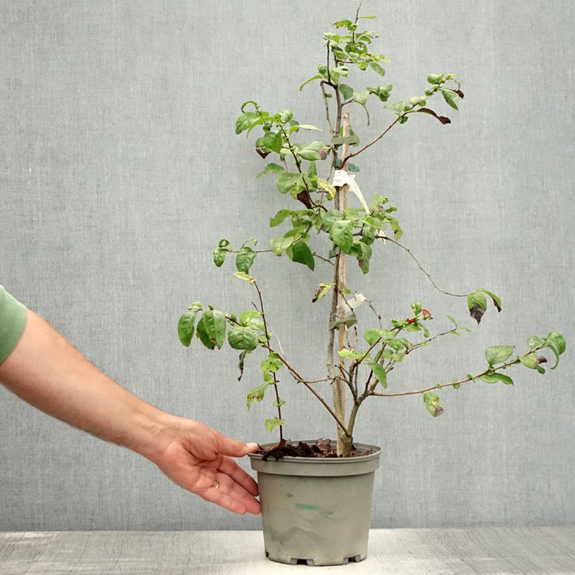 Exemplar von Zierquitte Falconnet Charlet - Chaenomeles speciosa Topf mit 2L/3L wie im Sommer geliefert