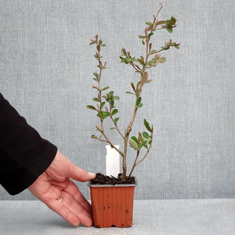 Example of Zierquitte Fire dance - Chaenomeles speciosa Kleine Töpfe von 8/9 cm as you get in printemps