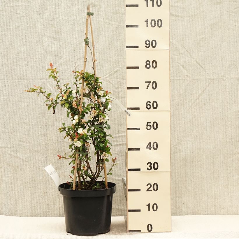 Example of Zierquitte Jet Trail - Chaenomeles superba Topf mit 7,5L/10L as you get in printemps