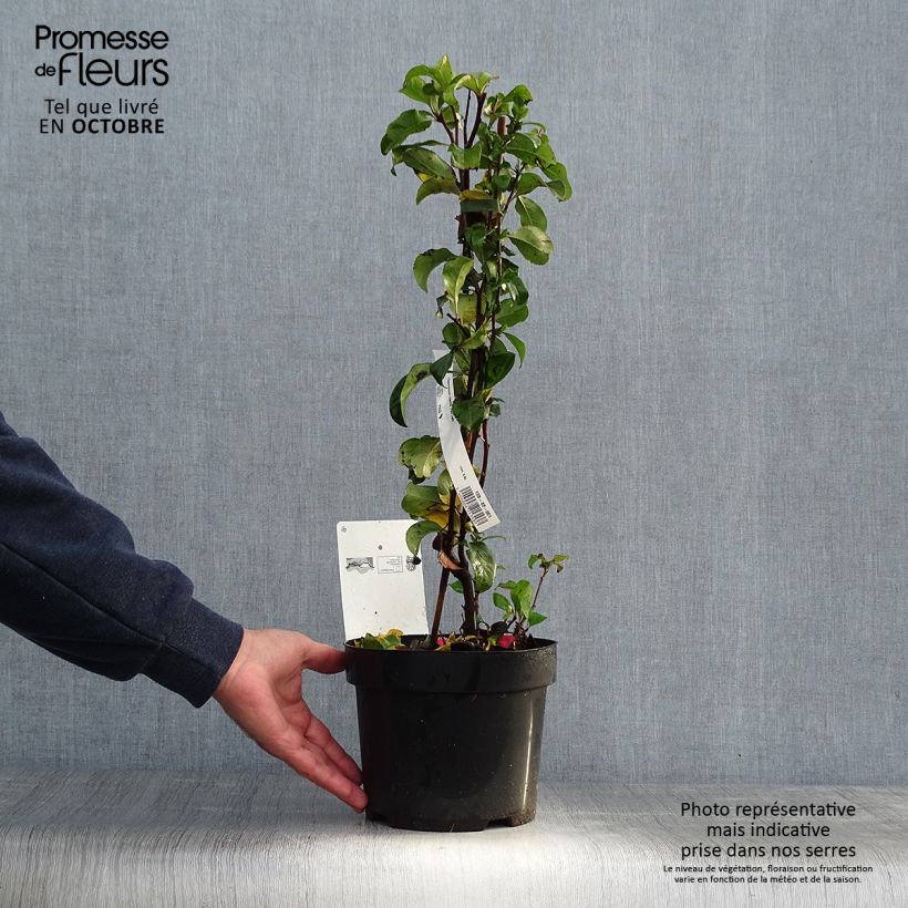 Exemplar von Zierquitte Pink Lady - Chaenomeles superba Topf mit 2L/3L wie im Herbst geliefert