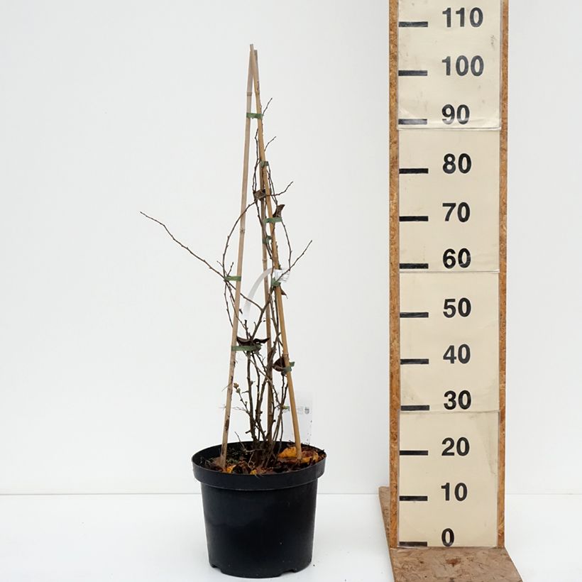 Exemplar von Zierquitte Pink Lady - Chaenomeles superba Topf mit 7,5L/10L wie im Winter geliefert