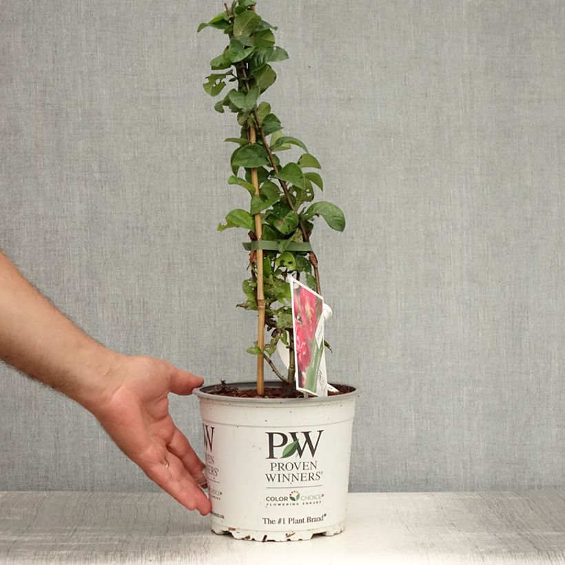 Exemplar von Zierquitte Pink Storm - Chaenomeles speciosa Topf mit 2L/3L wie im Sommer geliefert
