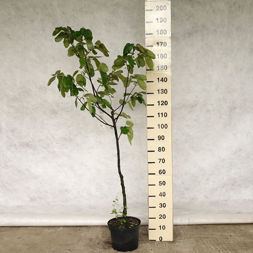 Exemplar von Quitte Monstrueux de Vranja - Cydonia oblonga Topf mit 7,5L/10L, Gobelet-Form wie im Frühjahr geliefert