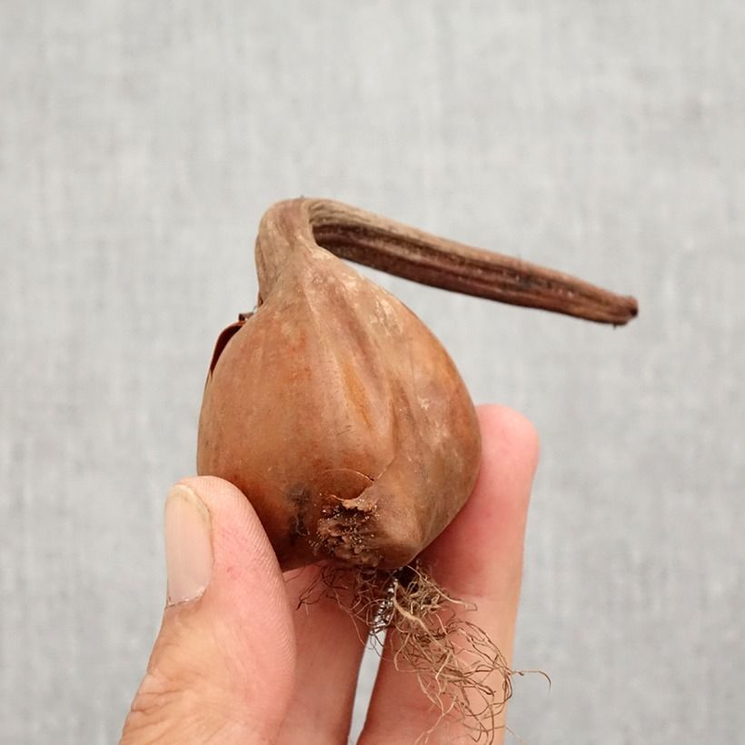 Exemplar von Colchicum autumnale Pleniflorum - Herbst-Zeitlose Zwiebel Kaliber/Größe 13+ wie im Herbst geliefert