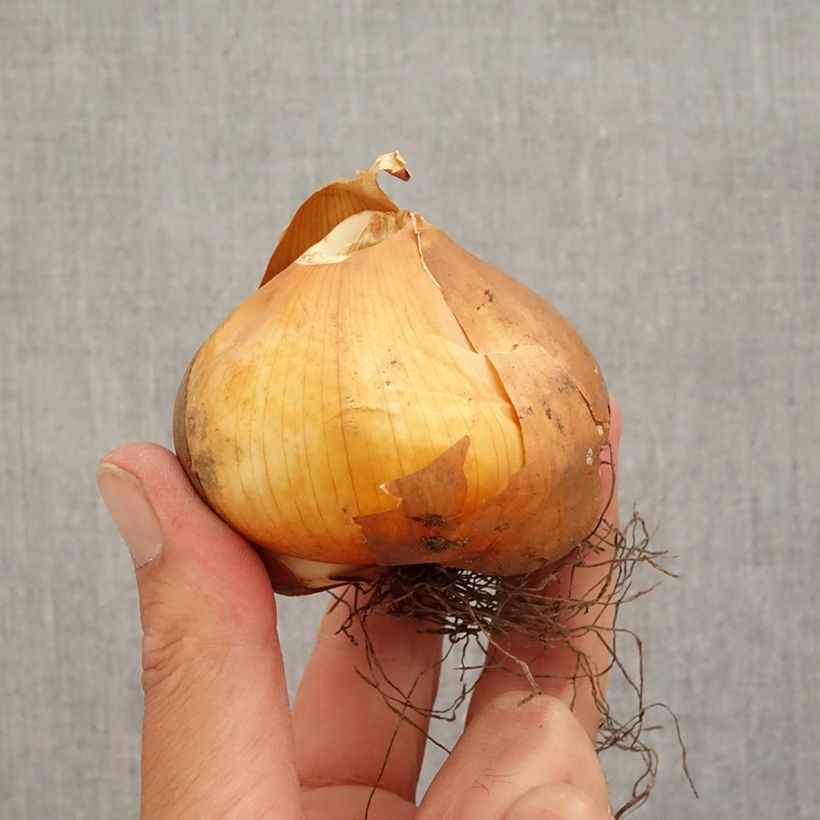 Exemplar von Colchicum cilicicum - Zilizische Zeitlose Zwiebel Kaliber/Größe 18/20 wie im Herbst geliefert