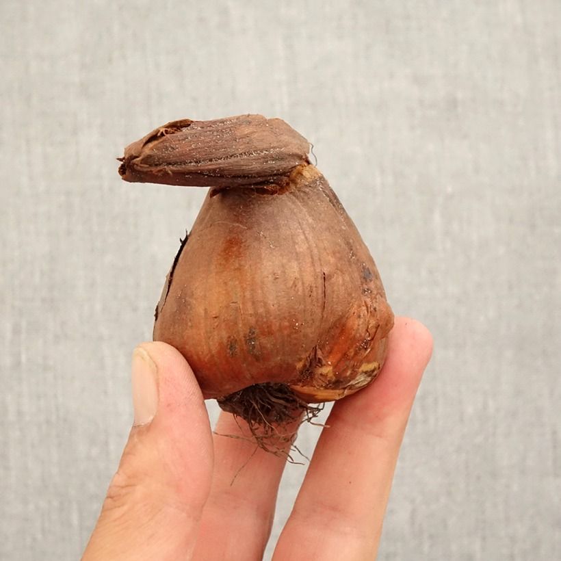 Exemplar von Colchicum speciosum Giganteum - Kaukasus-Herbstzeitlose Zwiebel Kaliber/Größe 18/20 wie im Herbst geliefert