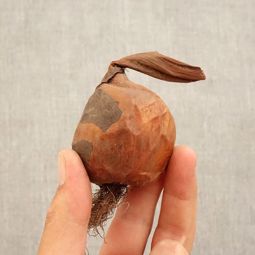 Exemplar von Colchicum autumnale Pannonicum - Herbst-Zeitlose Zwiebel Kaliber/Größe 14+ wie im Herbst geliefert