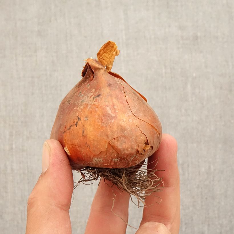 Exemplar von Colchicum Autumn Queen - Herbstzeitlose Zwiebel Kaliber/Größe 18+ wie im Herbst geliefert