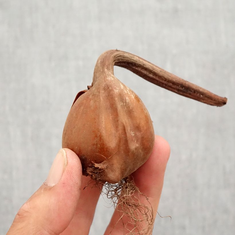 Exemplar von Colchicum autumnale Alboplenum - Herbst-Zeitlose Zwiebel Kaliber/Größe 13+ wie im Herbst geliefert