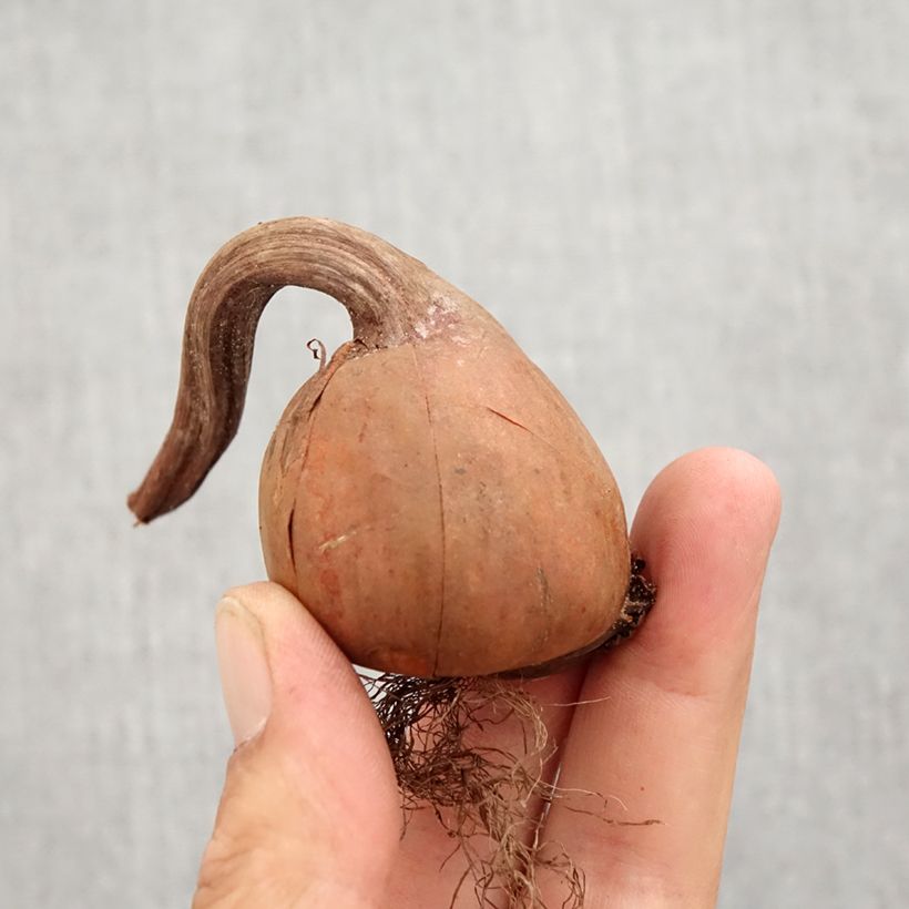 Exemplar von Colchicum autumnale Album - Herbst-Zeitlose Zwiebel Kaliber/Größe 13+ wie im Herbst geliefert