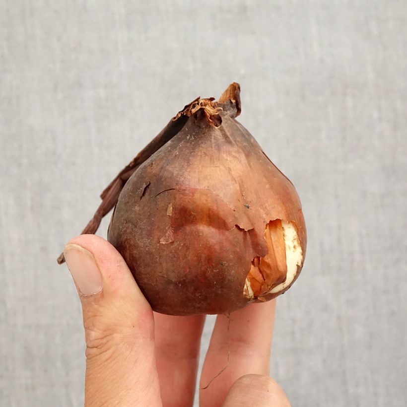 Example of Colchicum autumnale Major - Herbst-Zeitlose Zwiebel Kaliber/Größe 20+ as you get in automne