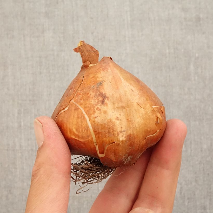 Exemplar von Colchicum Lilac wonder - Herbstzeitlose Zwiebel Kaliber/Größe 20+ wie im Herbst geliefert