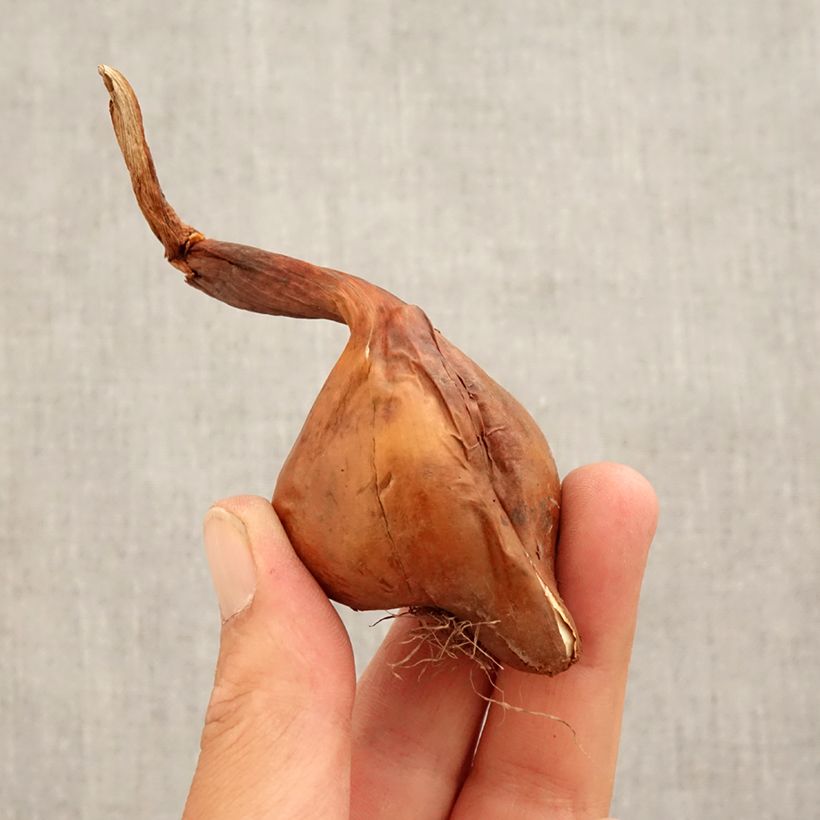 Exemplar von Colchicum Waterlily - Herbstzeitlose Zwiebel Kaliber/Größe 14+ wie im Herbst geliefert