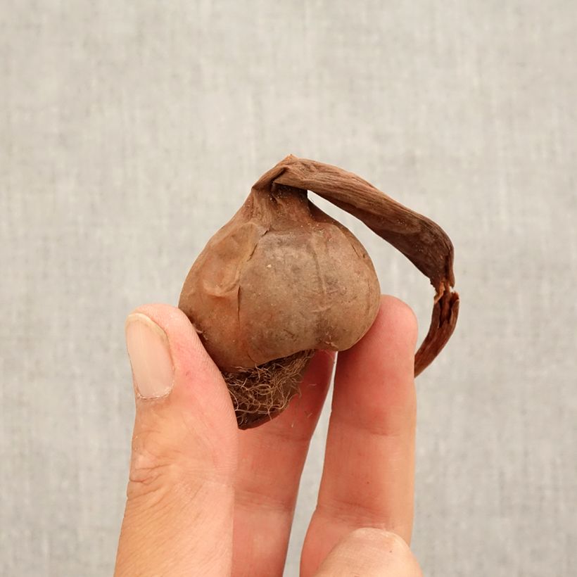 Exemplar von Colchicum macrophyllum - Herbstzeitlose Zwiebel Kaliber/Größe 13+ wie im Herbst geliefert