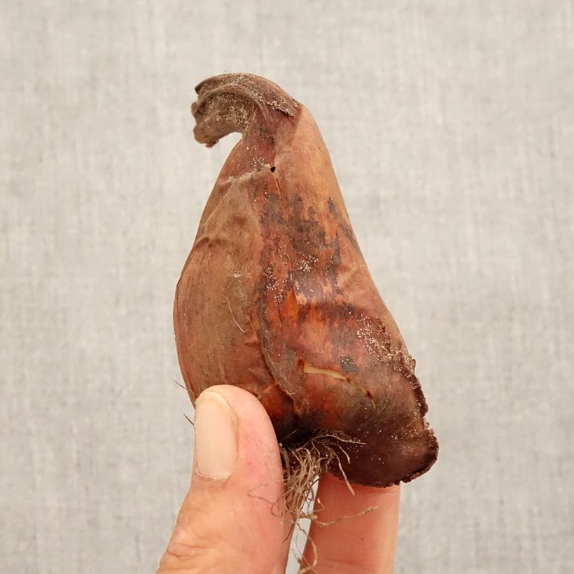 Exemplar von Colchicum speciosum - Kaukasus-Herbstzeitlose Zwiebel Kaliber/Größe 16+ wie im Herbst geliefert