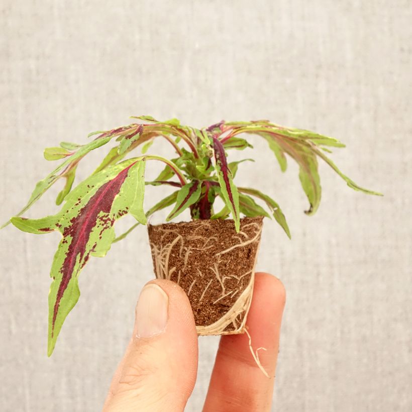 Exemplar von Coleus scutellarioides Chili Pepper - Buntnessel Mini-Plug Ø 3/4 cm wie im Frühjahr geliefert