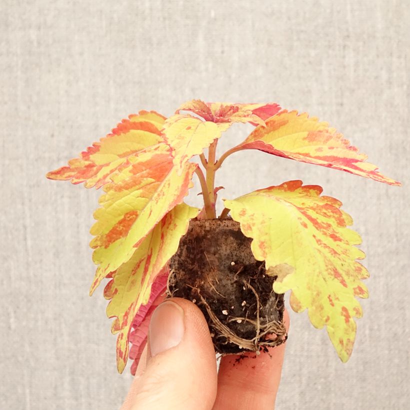 Exemplar von Buntnessel Golden Freckles - Solenostemon Mini-Plug Ø 3/4 cm wie im Frühjahr geliefert