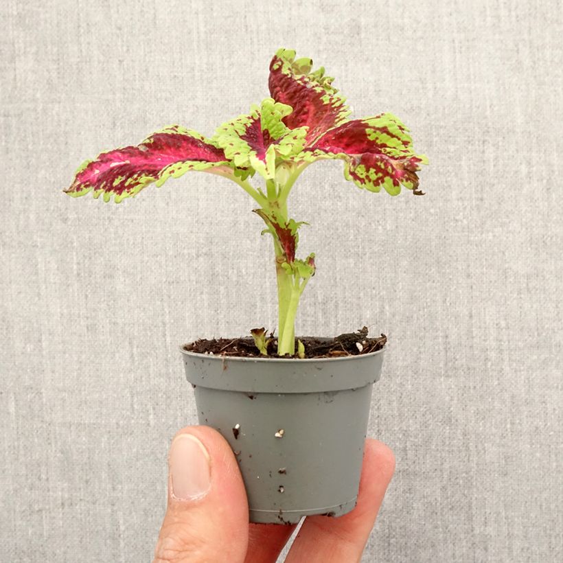 Exemplar von Coleus Le Freak - Buntnessel Mini-Pflanze wie im Frühjahr geliefert