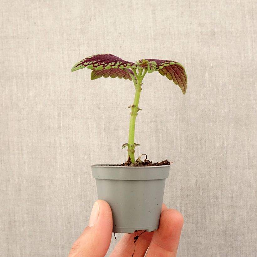 Example of Coleus MS Abbey Road - Buntnessel Mini-Pflanze as you get in printemps