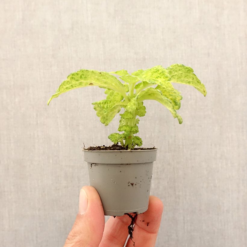 Example of Coleus MS River Walk - Buntnessel Mini-Pflanze as you get in printemps