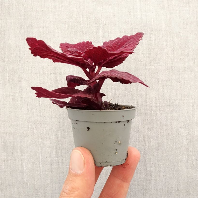 Example of Coleus MS Second Street - Buntnessel Mini-Pflanze as you get in printemps