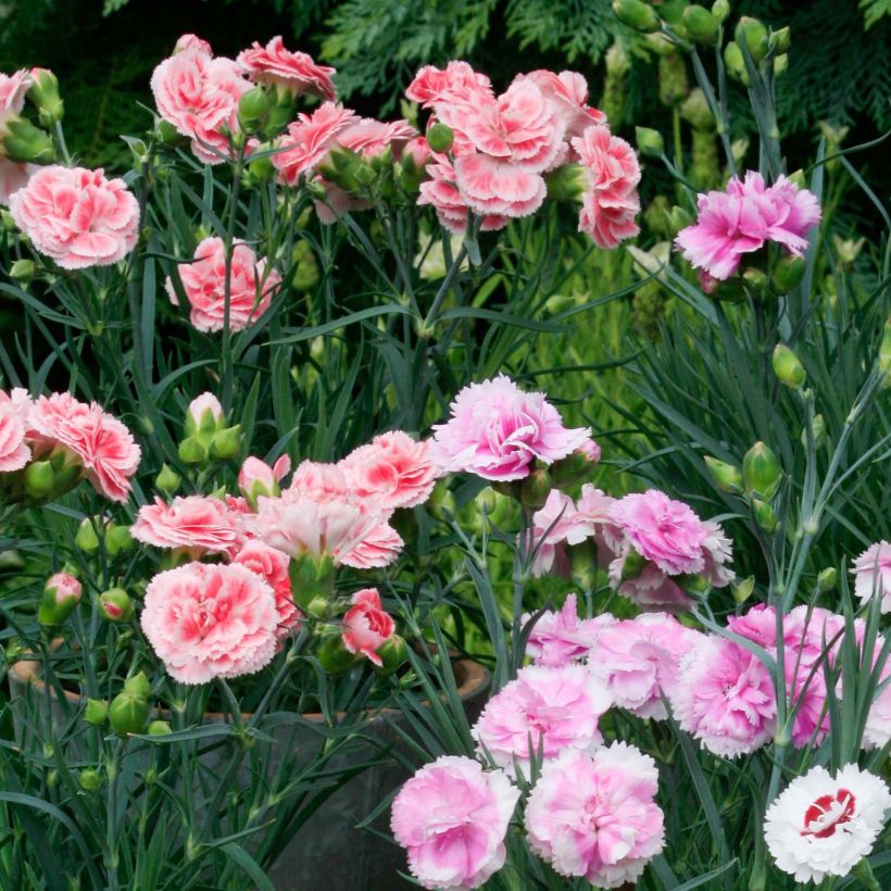 Kollektion 3 duftende Augelei (Blüte)