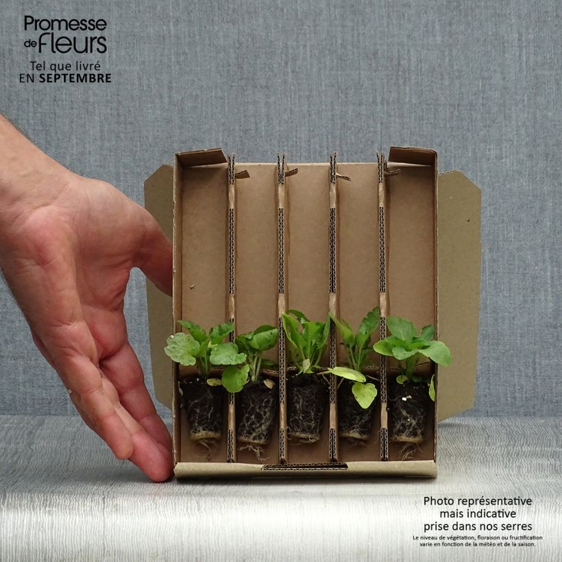 Exemplar von Sammlung von 5 Stiefmütterchen Matrix Gewürze Mix Mini-Stecklinge wie im Herbst geliefert