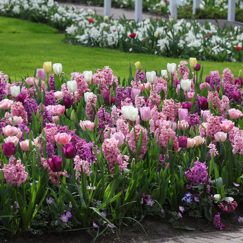 Romantische Harmonie Kollektion (Wuchs)