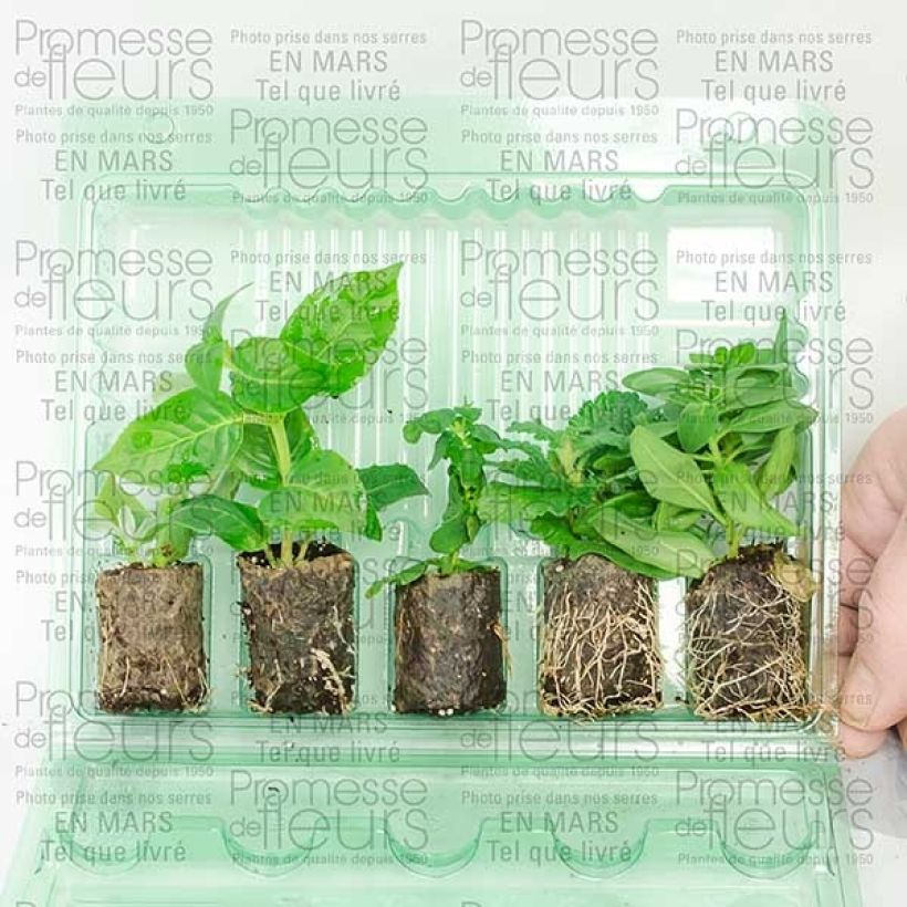 Beispiel eines Exemplars von Collection Out of the blue wie geliefert