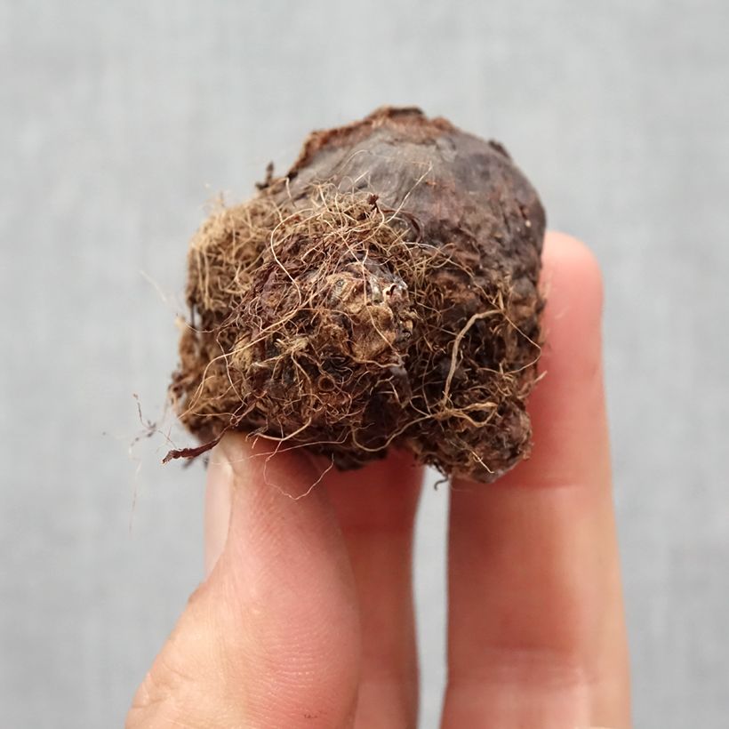 Exemplar von Colocasia Black magic - Taro Zwiebel Kaliber/Größe I wie im Frühjahr geliefert